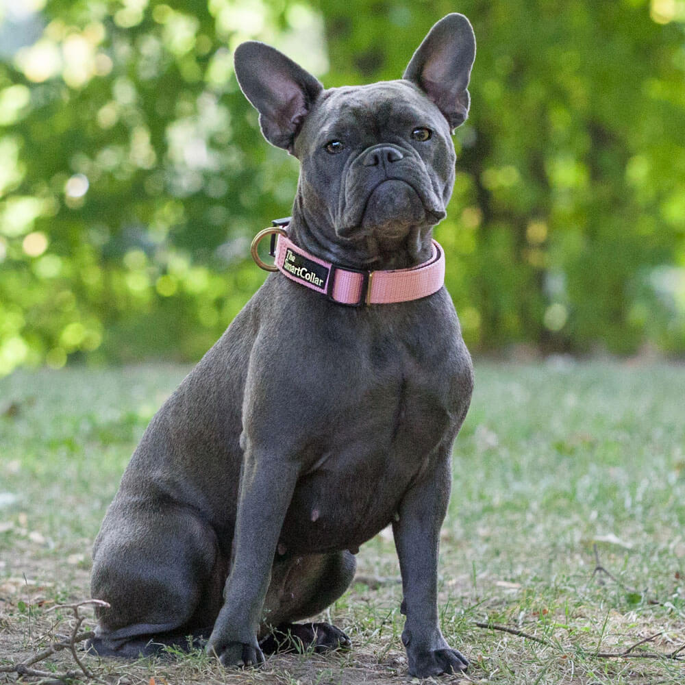 The Smart Collar - Pink, Dog